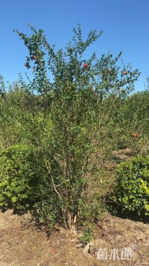 高度300厘米花石榴