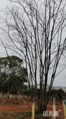 50公分(3杆)丛生朴树