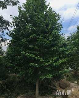 30公分乐昌含笑