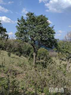 15公分暴马丁香