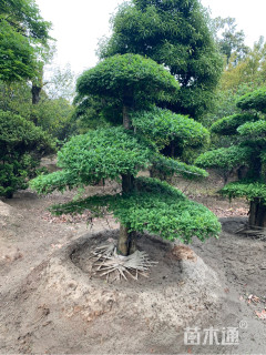 15公分对节白蜡