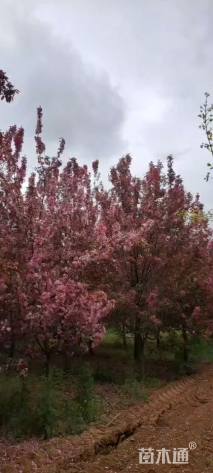 11公分垂丝海棠