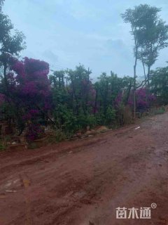 16公分云南樱花