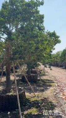 30公分红果冬青