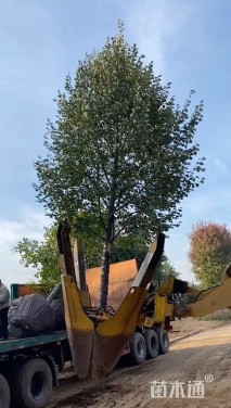 12公分欧洲小叶椴