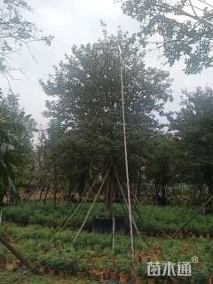 15公分黄花风铃木