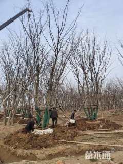 10公分(5杆)丛生朴树