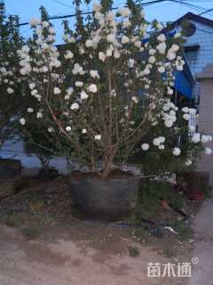 高度255厘米木绣球