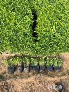 高度10厘米千屈菜