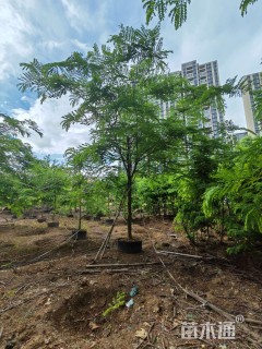 14公分粉花山扁豆