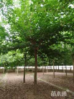 10公分绿叶复叶槭