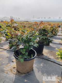 高度70厘米月季