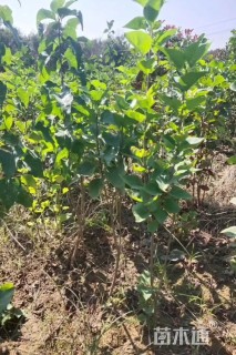 高度60厘米紫丁香小苗