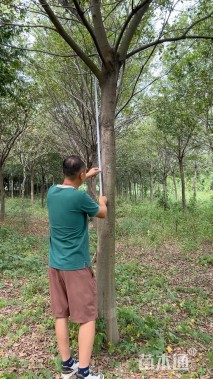 17公分朴树