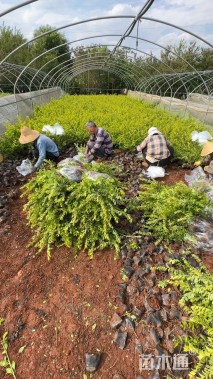 高度20厘米假连翘