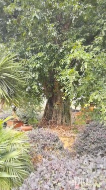 裸干高3厘米布迪椰子