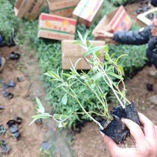 高度22厘米墨西哥鼠尾草