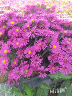 高度30厘米荷兰菊