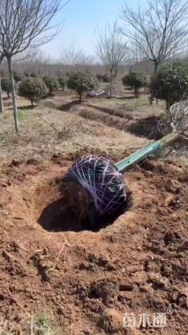 16公分染井吉野樱