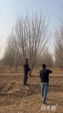 高度700厘米丛生中国黄蜡