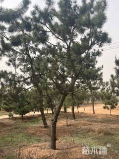 高度100厘米黑松