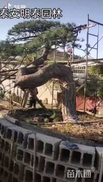 高度500厘米黑松