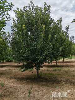 15公分绚丽海棠