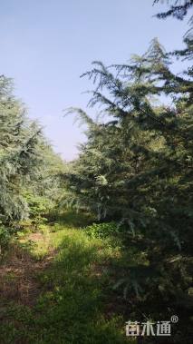 高度800厘米雪松