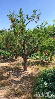 高度350厘米果石榴