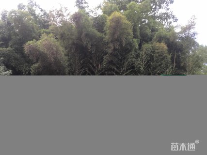 地栽苗黄槽毛竹