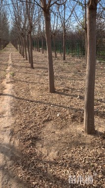 16公分金叶复叶槭