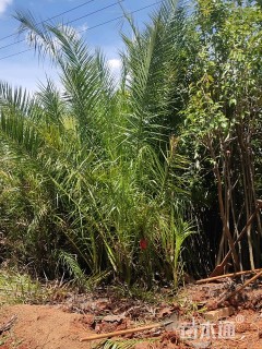 裸干高20厘米加拿利海枣