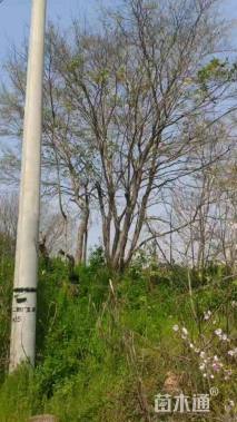 20公分(8杆)丛生朴树