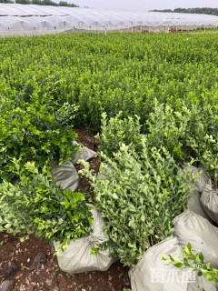 高度50厘米胶东卫矛