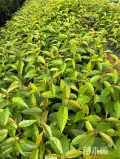 40公分中国红樱花