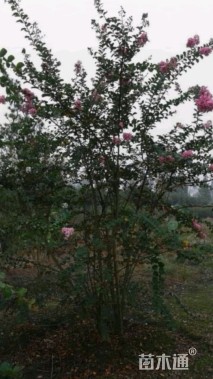 高度500厘米丛生红花紫薇