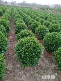 高度60厘米非洲茉莉