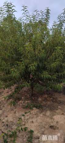 12公分红叶碧桃