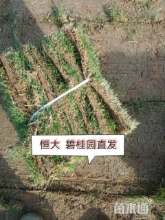草卷状马尼拉草