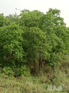 40公分(5杆)丛生乌桕