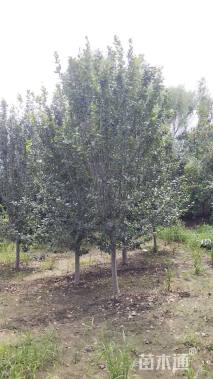 20公分西府海棠