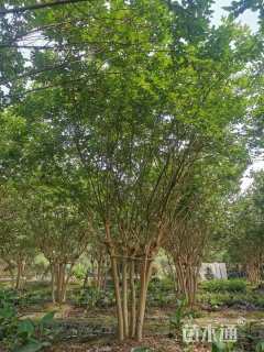 高度500厘米丛生紫薇