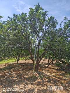 20公分丛生香橼