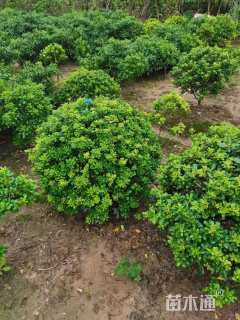 冠幅120厘米海桐球