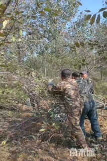 10公分红粉佳人樱