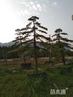 17公分造型台湾罗汉松