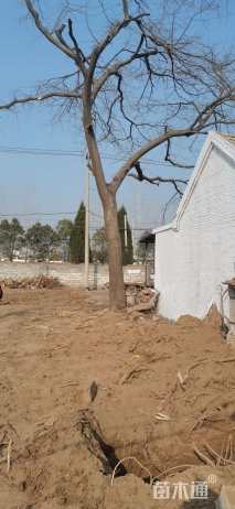 高度1000厘米皂角小苗