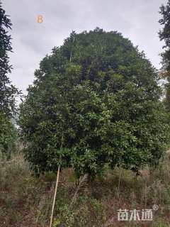 高度600厘米丛生桂花