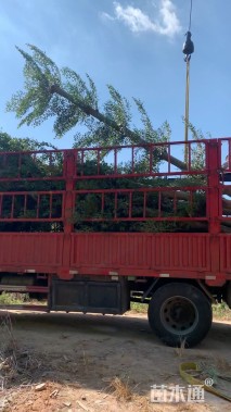 15公分小叶榄仁