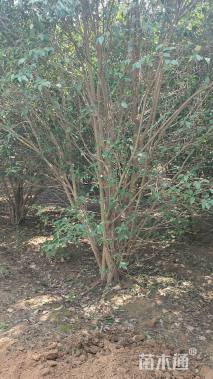 高度500厘米丛生大叶女贞